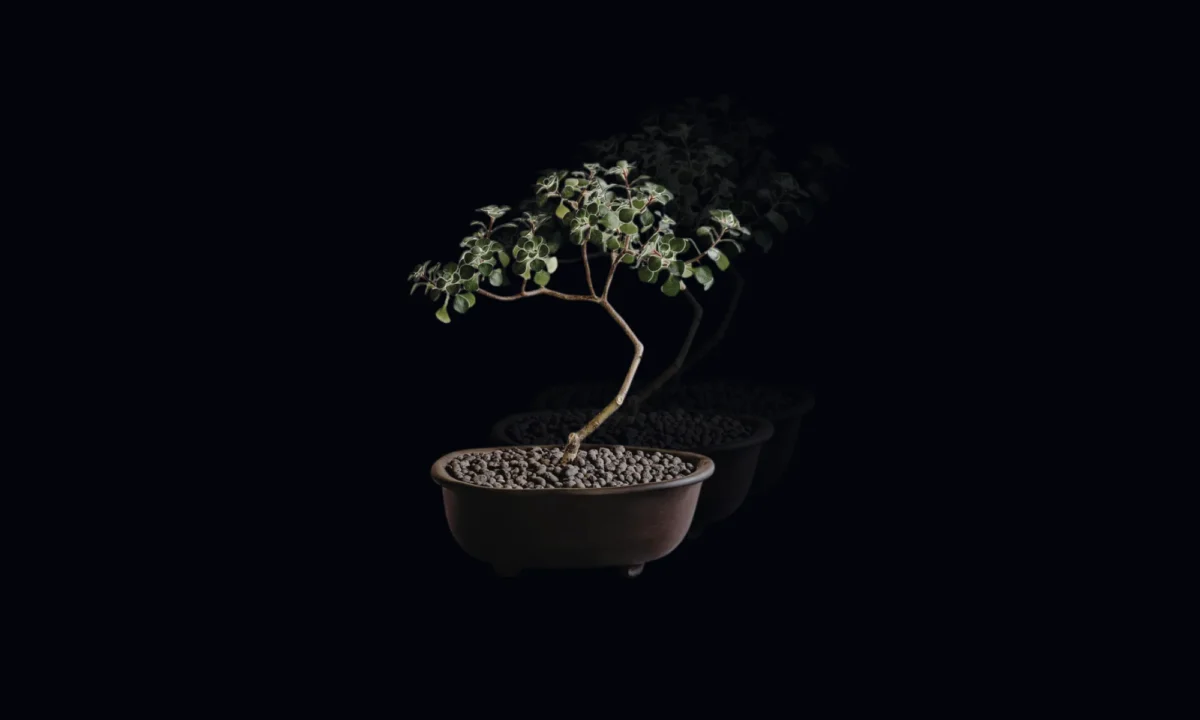 Bonsai indas